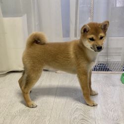 picture of dog