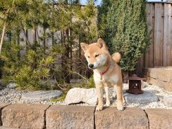 picture of dog