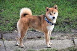 picture of dog