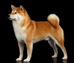 picture of dog
