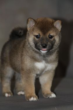 picture of dog