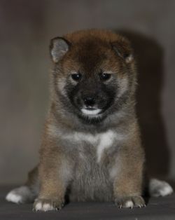 picture of dog