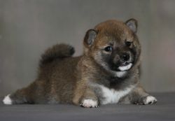 picture of dog