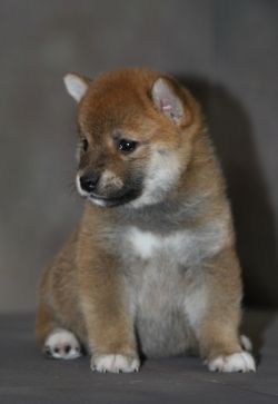 picture of dog