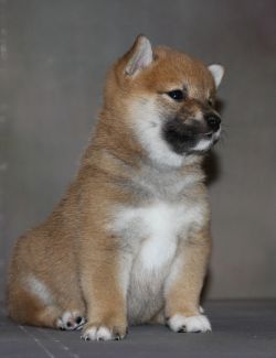 picture of dog