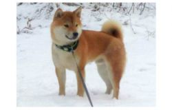 picture of dog