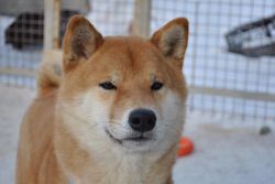 picture of dog
