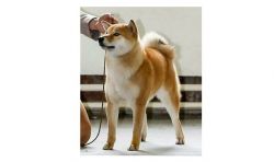 picture of dog