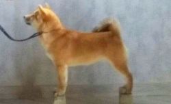 picture of dog