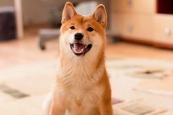 picture of dog