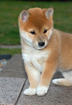 picture of dog