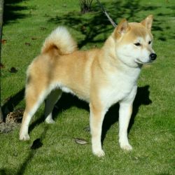 picture of dog