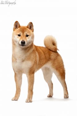 picture of dog