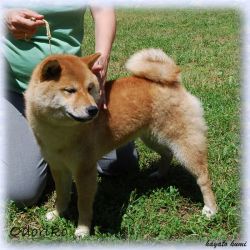 picture of dog