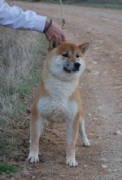 picture of dog