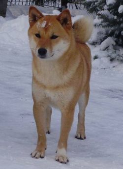 picture of dog
