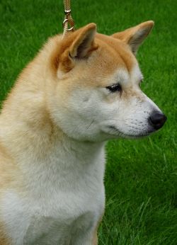 picture of dog