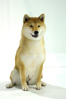 picture of dog