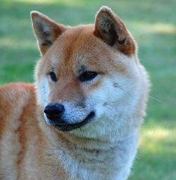 picture of dog