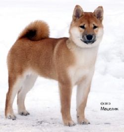 picture of dog