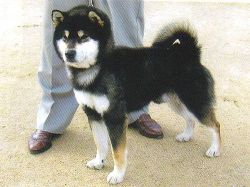 picture of dog