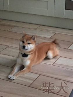 picture of dog