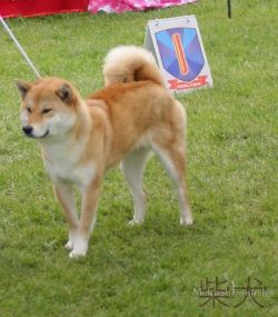 picture of dog