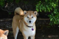 picture of dog