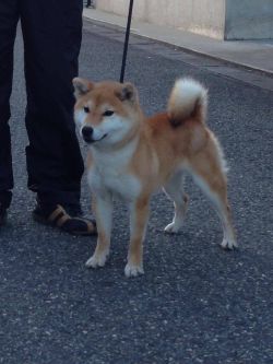 picture of dog