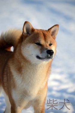 picture of dog