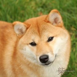 picture of dog