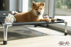 picture of dog