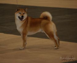 picture of dog