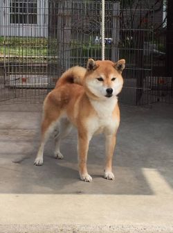 picture of dog