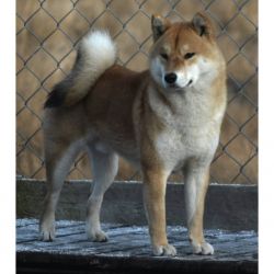 picture of dog