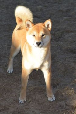 picture of dog
