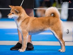 picture of dog