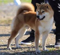 picture of dog