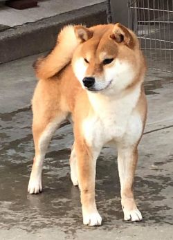 picture of dog