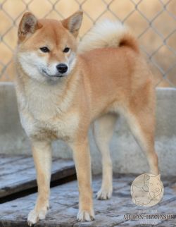 picture of dog