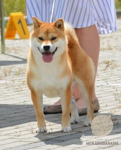 picture of dog