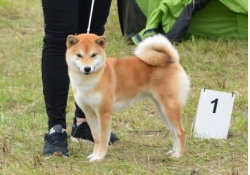 picture of dog