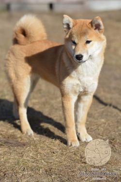 picture of dog