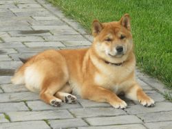 picture of dog