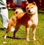 picture of dog