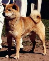 picture of dog