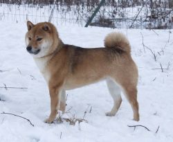 picture of dog