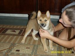 picture of dog