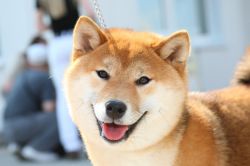 picture of dog