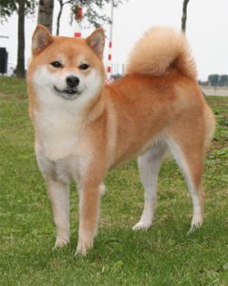 picture of dog